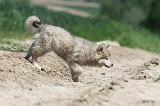 CHIEN FINNOIS DE LAPONIE 593